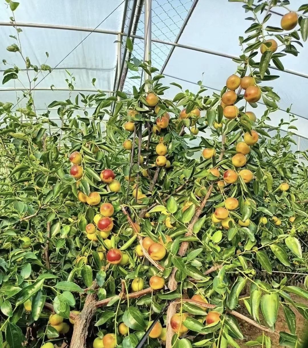 大荔冬枣果树实拍