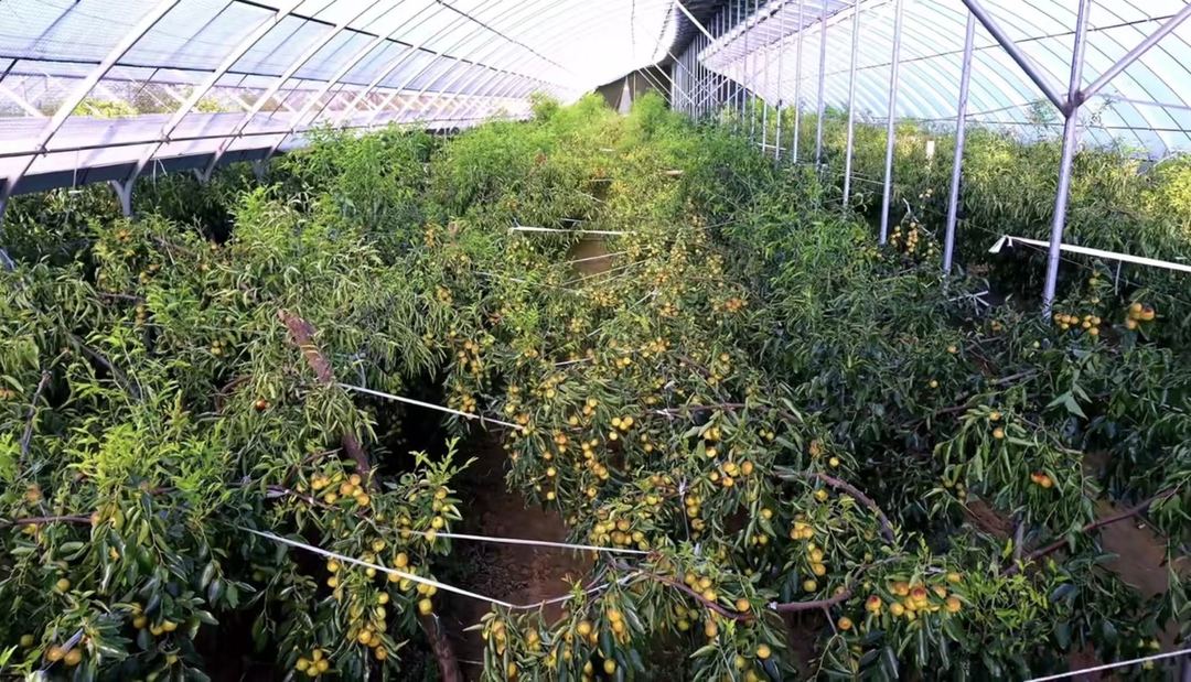 大荔冬枣大棚全景实拍