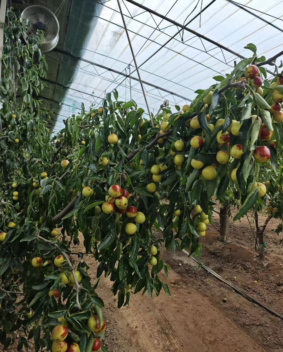 大荔冬枣大棚挂果实拍