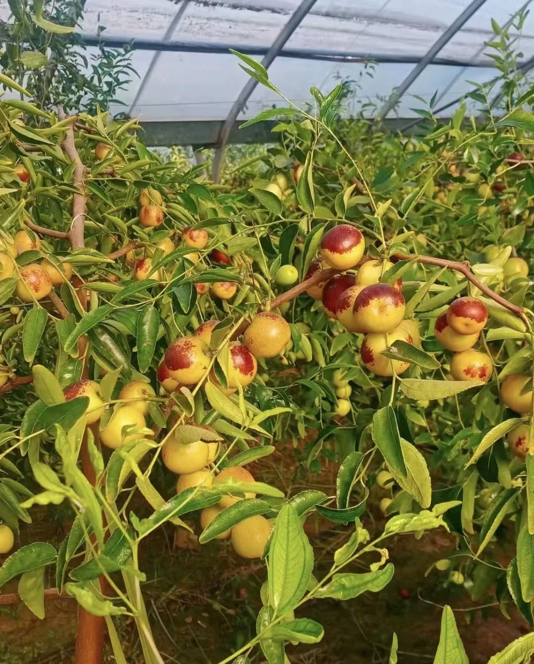 大荔冬枣挂枝实拍