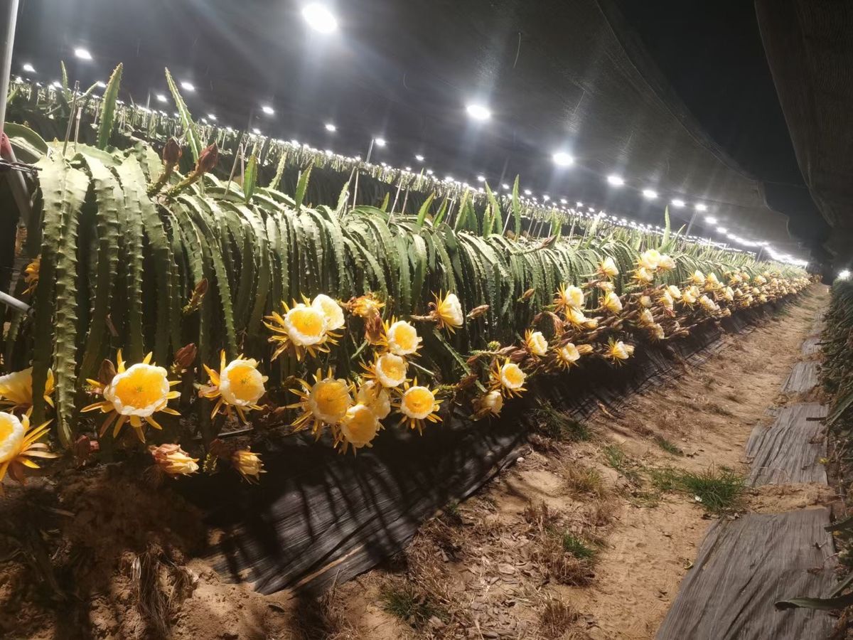 燕窝果园夜间盛花期实拍