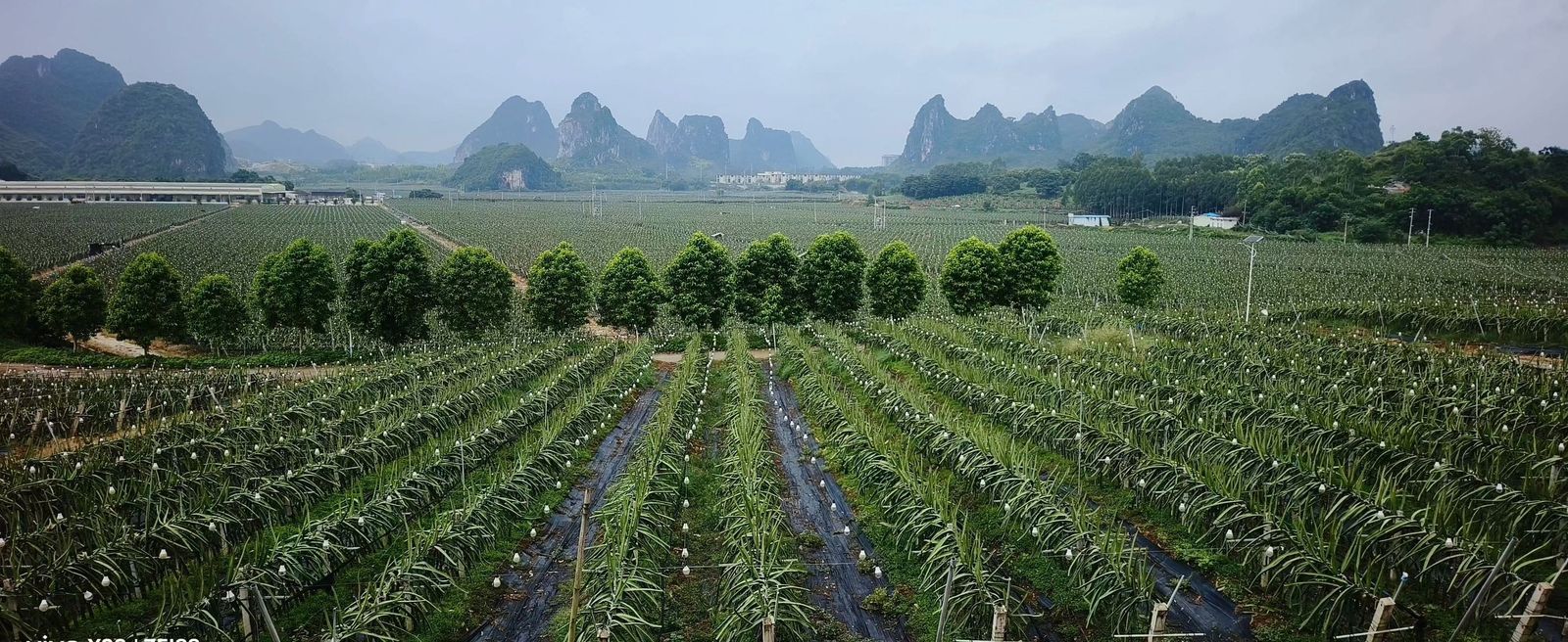 燕窝果合作基地全景实拍
